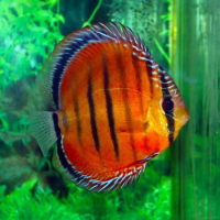 Discus Red alenqer